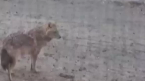 Kahramanmaraş'ta yiyecek arayan kurt, yerleşim alanına indi