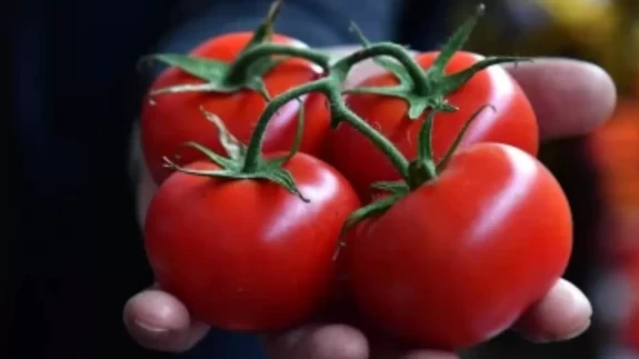 Domatesin çürümesini ve küflenmesini anında engelliyor: Haftalarca buzdolabında tazecik kalıyor