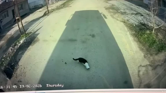 Malatya'da bir otobüs sürücüsü, kafası konserve kutusuna sıkışan kediyi kurtardı! İşte o anlar...