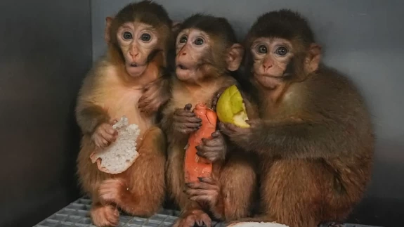 Yavru makaklar 7/24 koruma altında!