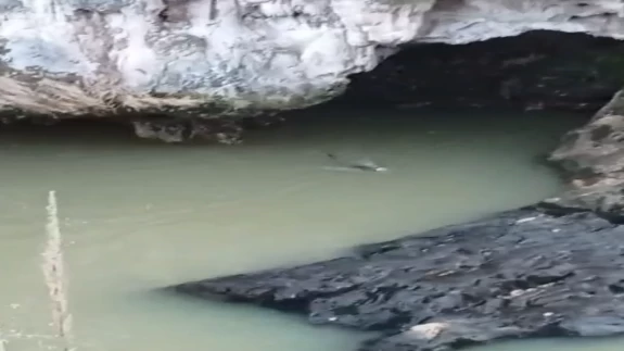 Elazığ'da nadir görüntü! Su samuru balık avlarken yakalandı