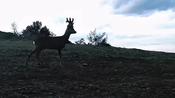 Tekirdağ'da karacalar fotokapanla görüntülendi