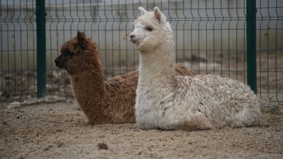 İpsala’da gümrük memurlarını bile şoke eden manzara!