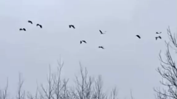 Sakarya'da leylek sürüsü mola verdi: İşte doğanın güzelliği...