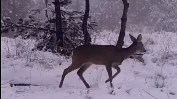 Doğanın sessiz kahramanları: Karadeniz'deki yaban hayvanlarının kış belgeseli!