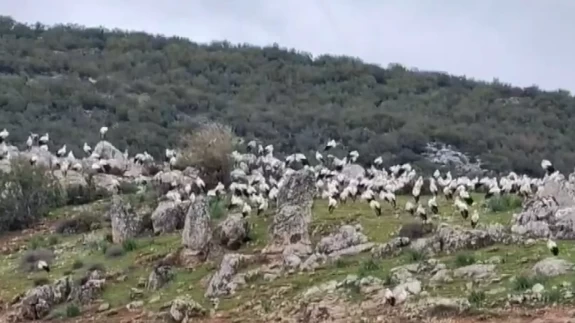 İslahiye'de göç yolculuğundaki yüzlerce leylek görüntülendi!