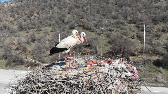 Baharın müjdecisi leylekler, uzun göç yolculuğunun ardından Kızılcahamam'da