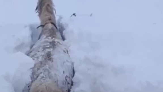 Kars'ta kar felaketi! Bir at karın içinde saplandı