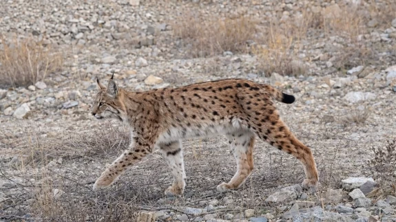 Ormanın hayaleti kayıtlara geçti: Kırıkkale'de vaşak ve kurt sürüleri fotokapana takıldı