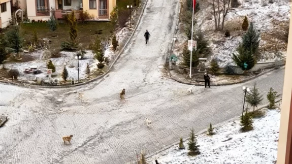 Kastamonu’da sokak köpeği dehşeti