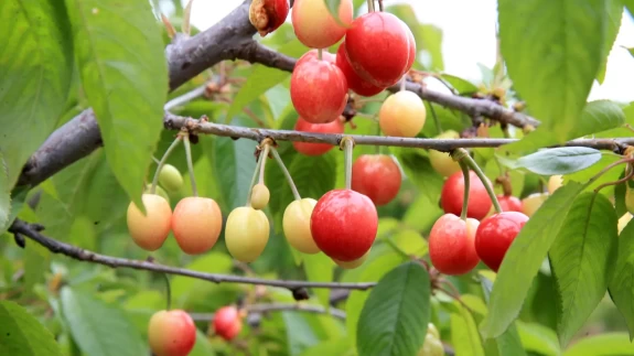 Kiraz gram altınla yarışıyor! Yılın ilk kirazı 6 bin TL'den satıldı