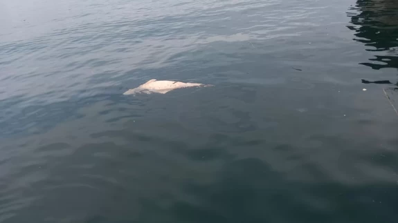 Karamürsel'de suyun üzerinde ölü yunus görüntülendi