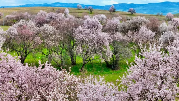 Çiçek açan badem ağaçları dronla görüntülendi