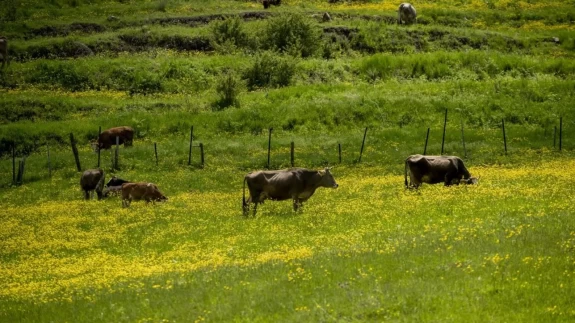 Şebinkarahisar’da ilkbaharın sarı ve yeşil tonları doğayı renklendirdi