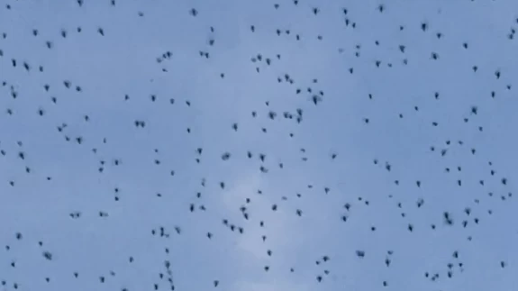 Elazığ’da şok eden anlar! Bir anda ortaya çıktı, gökyüzünü kapladı