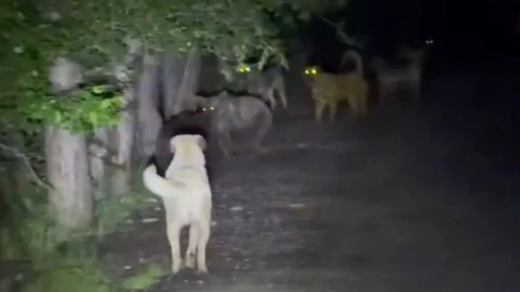 Sokak köpekleri ve ayılar kavga etti! O anlar kameralara yansıdı