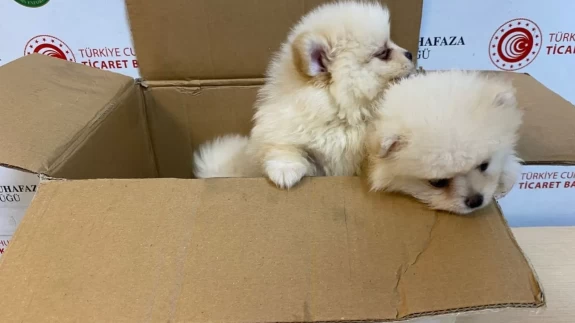 Kapıkule'de canlı hayvan kaçakçılığı engellendi! 6 Pomeranian yavrusuna el konuldu