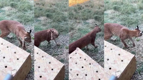 Lüks aracın bagajından vaşak ve serval çıktı