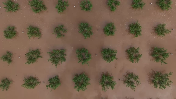Manisa'da Gediz Nehri taştı, tarım arazileri su altında kaldı