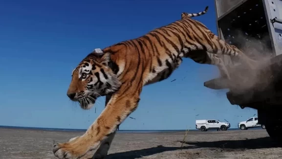 Amur kaplanı bozkırlara geri döndü