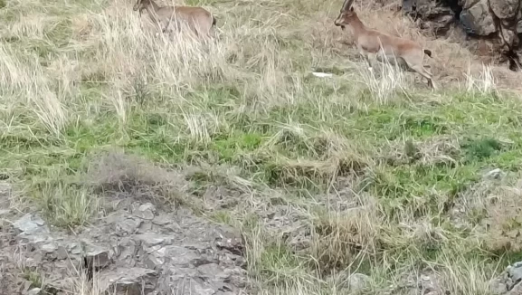 Nesli tükenme tehlikesi altındaki dağ keçileri Harput'ta görüntülendi!