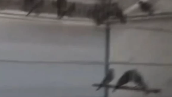 Ankara’da saka kuşu yetiştirip sattı