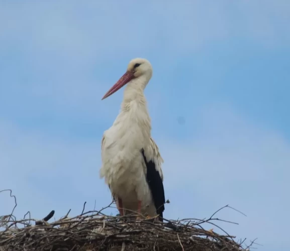 Kuşadası’na 40 yıl sonra leylekler geldi