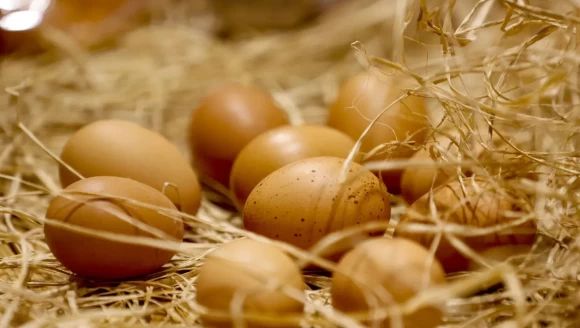 İngiltere'de salmonella paniği
