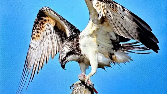 Türkiye’de nadir görülen balık kartalı Uluabat Gölü'nde görüntülendi