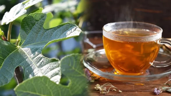 İncir yaprağı suyunun şaşırtan faydaları