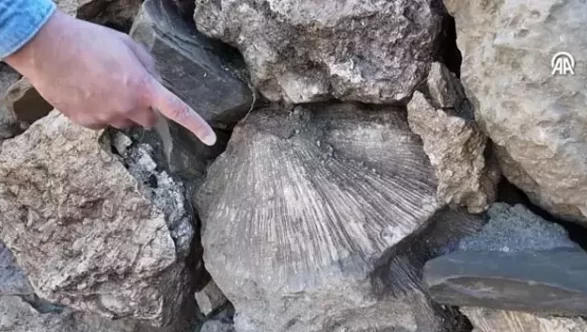 Bingöl'de 50 milyon yıllık deniz fosilleri keşfedildi