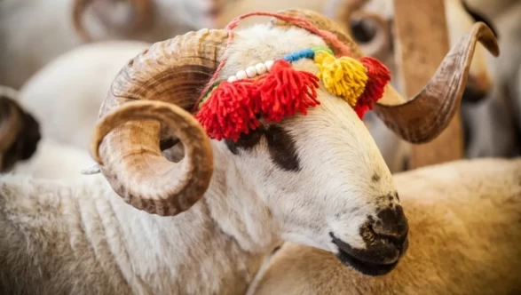 Kurban kesmek ne mesaj veriyor?