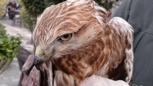 Amasya'da yaralı bulundu!