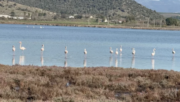 Tuzla Sulak Alanı'nda flamingo şöleni