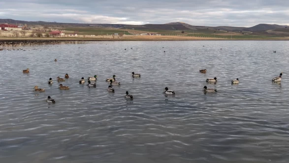 Kuruyan Bingöl Gölü yeniden hayat buldu: Kuşlar geri döndü