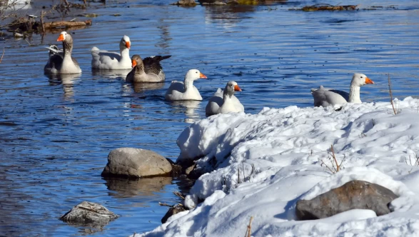 Sarıkamış’ta kartpostallık görüntü: Kazlar buzlu derede yüzdü!