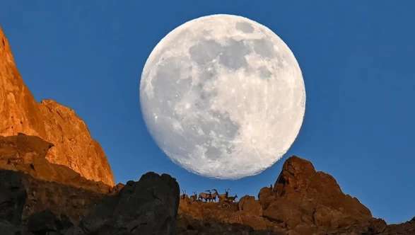 Dolunay yaban keçileriyle zirvede buluştu