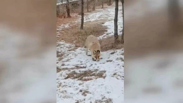 Okul bahçesine tilki girdi! Yiyecek ararken görüntülendi