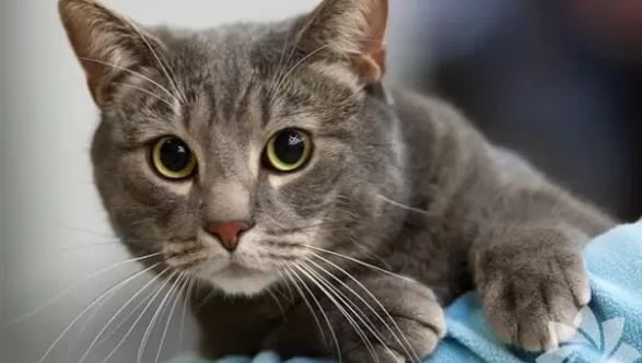 Kedinize mama dışında ne verebilirsiniz?