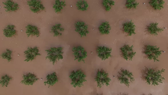 Manisa'da Gediz Nehri taştı, tarım arazileri su altında kaldı
