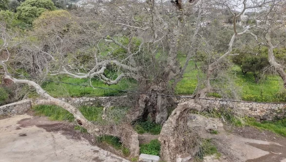 Bodrum'da doğa yürüyüşü yaparken fark ettiler: 2 bin yıllık çınar ağacı