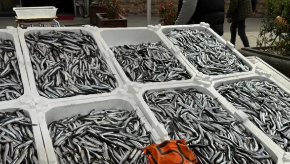Kilosu 150 lira! Karadeniz’in incisi hamsi tezgahlara veda ediyor