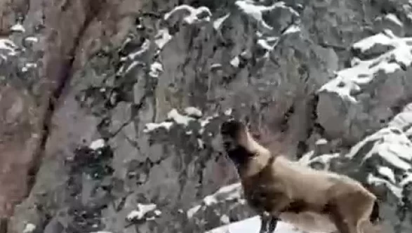Aladağlar’da yaban hayatı görüntülendi
