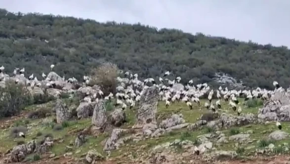 İslahiye'de göç yolculuğundaki yüzlerce leylek görüntülendi!