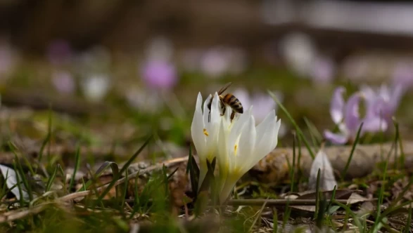 Kır çiçekleri doğayı kartpostala dönüştürdü