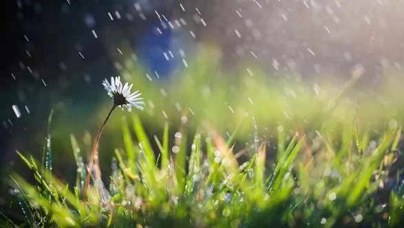 Nisan yağmuru şifa duası 2026! Nisan yağmuru ne zaman toplanır, içilir mi?