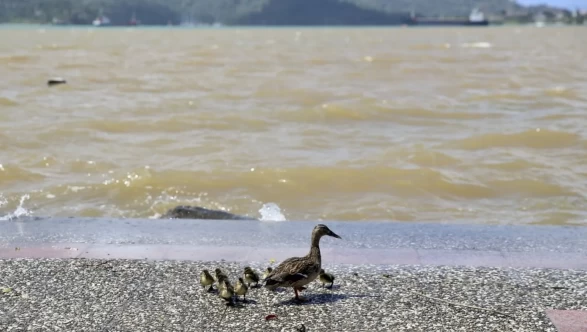 Yağış sonrası deniz kahverengi ve turkuaza büründü