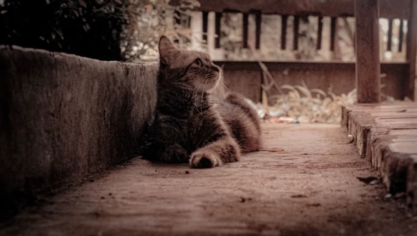 Rüyada kedi görmek ne anlama gelir, diyanet yorumu nedir?