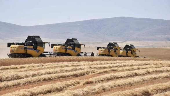 Sivas’ta tritikale hasadı başladı
