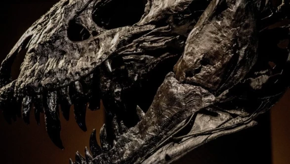 T-rex araştırmasında şaşırtıcı keşif